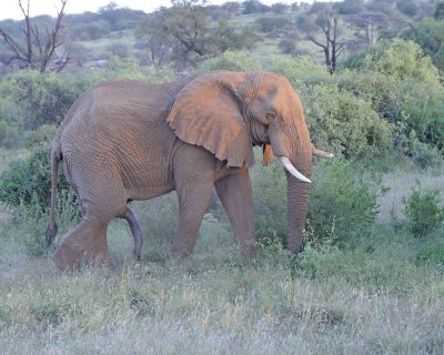 Elephant, African, Bull-010813-Samburu National Reserve, Kenya-#4020.jpg