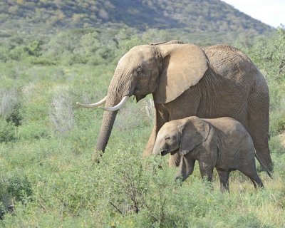 Elephant, African, Cow & Calf-010813-Samburu National Reserve, Kenya-#3387.jpg