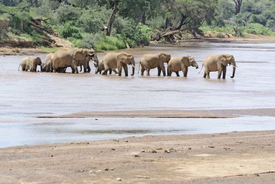 Elephant, African, Herd in river-010813-Samburu National Reserve, Kenya-#1727.jpg