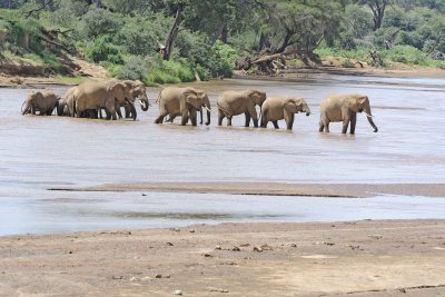 Elephant, African, Herd in river-010813-Samburu National Reserve, Kenya-#1733.jpg