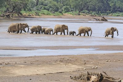 Elephant, African, Herd in river-010813-Samburu National Reserve, Kenya-#1768.jpg