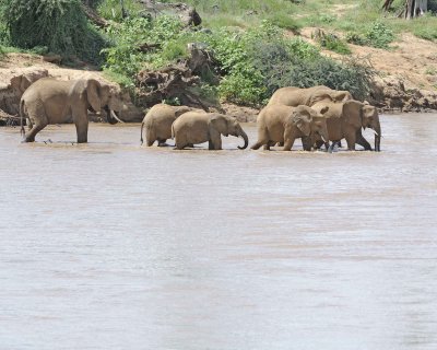 Elephant, African, Herd in river-010813-Samburu National Reserve, Kenya-#1785.jpg