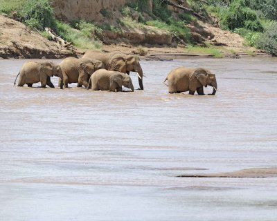 Elephant, African, Herd in river-010813-Samburu National Reserve, Kenya-#1794.jpg