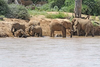 Elephant, African, Herd in river-010813-Samburu National Reserve, Kenya-#1815.jpg