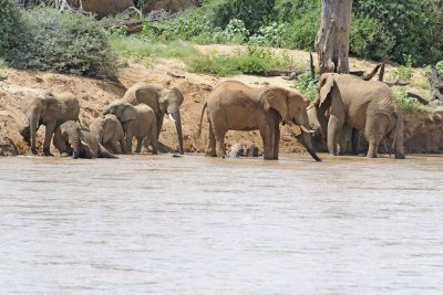 Elephant, African, Herd in river-010813-Samburu National Reserve, Kenya-#1828.jpg
