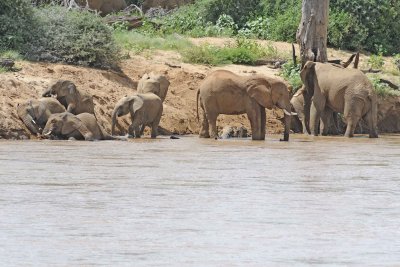 Elephant, African, Herd in river-010813-Samburu National Reserve, Kenya-#1833.jpg