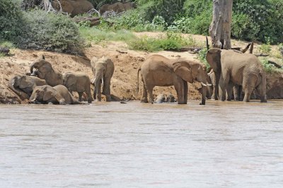 Elephant, African, Herd in river-010813-Samburu National Reserve, Kenya-#1841.jpg