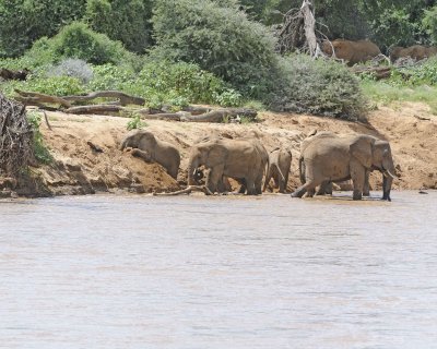 Elephant, African, Herd in river-010813-Samburu National Reserve, Kenya-#1873.jpg