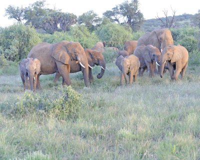 Elephant, African, Herd-010813-Samburu National Reserve, Kenya-#3992.jpg