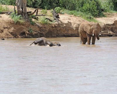 Elephant, African, in River-010813-Samburu National Reserve, Kenya-#2974.jpg