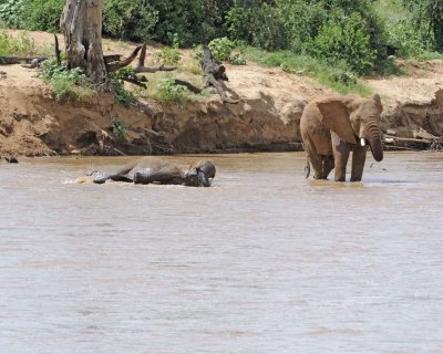 Elephant, African, in River-010813-Samburu National Reserve, Kenya-#2976.jpg