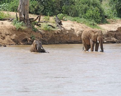 Elephant, African, in River-010813-Samburu National Reserve, Kenya-#2988.jpg