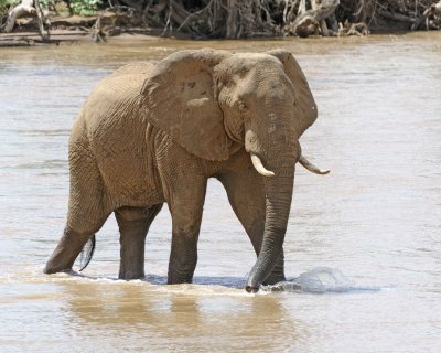 Elephant, African, in River-010813-Samburu National Reserve, Kenya-#3096.jpg