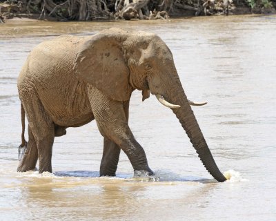 Elephant, African, in River-010813-Samburu National Reserve, Kenya-#3097.jpg