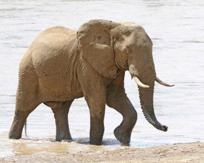 Elephant, African, in River-010813-Samburu National Reserve, Kenya-#3110.jpg