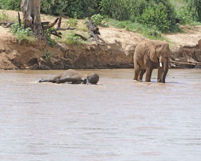 Elephant, African, in river-010813-Samburu National Reserve, Kenya-#1918.jpg