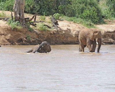 Elephant, African, in river-010813-Samburu National Reserve, Kenya-#1925.jpg
