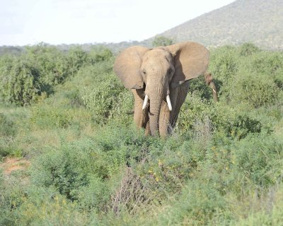 Elephant, African-010813-Samburu National Reserve, Kenya-#3362.jpg