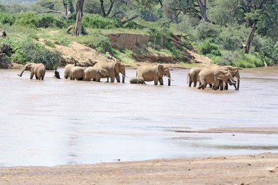 Elephants, African, Herd in river-010813-Samburu National Reserve, Kenya-#1662.jpg
