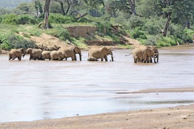 Elephants, African, Herd in river-010813-Samburu National Reserve, Kenya-#1679.jpg