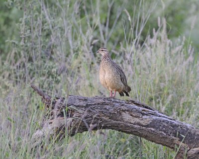 Gallery of Crested Francolin