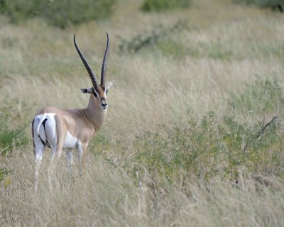 Gazelle, Grant's-010813-Samburu National Reserve, Kenya-#1376.jpg