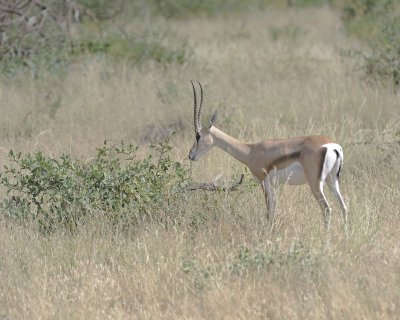 Gazelle, Grant's-010813-Samburu National Reserve, Kenya-#1386.jpg