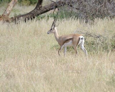 Gazelle, Grant's-010813-Samburu National Reserve, Kenya-#1403.jpg
