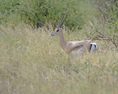 Gazelle, Grant's-010813-Samburu National Reserve, Kenya-#1421.jpg