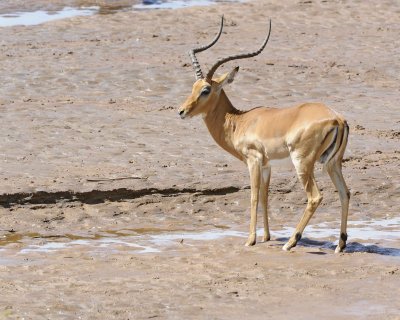Gazelle, Grant's-010813-Samburu National Reserve, Kenya-#1717.jpg
