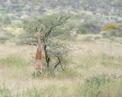 Gerenuk, on hind legs-010813-Samburu National Reserve, Kenya-#1512.jpg