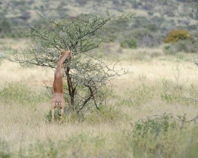 Gerenuk, on hind legs-010813-Samburu National Reserve, Kenya-#1540.jpg
