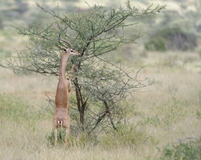 Gerenuk, on hind legs-010813-Samburu National Reserve, Kenya-#1958.jpg