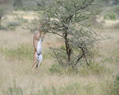 Gerenuk, on hind legs-010813-Samburu National Reserve, Kenya-#2036.jpg
