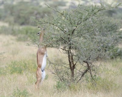 Gerenuk, on hind legs-010813-Samburu National Reserve, Kenya-#2040.jpg