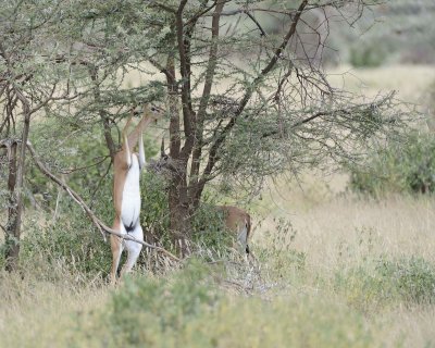 Gerenuk, on hind legs-010813-Samburu National Reserve, Kenya-#2063.jpg