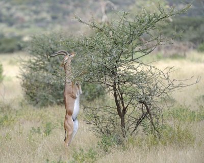 Gerenuk, on hind legs-010813-Samburu National Reserve, Kenya-#2138.jpg
