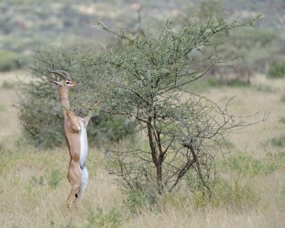 Gerenuk, on hind legs-010813-Samburu National Reserve, Kenya-#2206.jpg