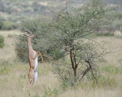 Gerenuk, on hind legs-010813-Samburu National Reserve, Kenya-#2208.jpg
