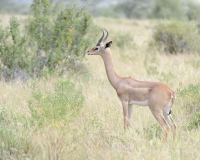 Gerenuk-010813-Samburu National Reserve, Kenya-#1439.jpg