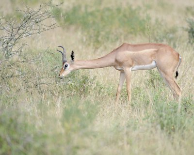 Gerenuk-010813-Samburu National Reserve, Kenya-#1451.jpg