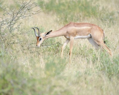Gerenuk-010813-Samburu National Reserve, Kenya-#1468.jpg