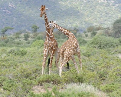 Giraffe, Reticulated, 2 necking-010813-Samburu National Reserve, Kenya-#1590.jpg
