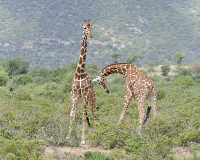 Giraffe, Reticulated, 2 necking-010813-Samburu National Reserve, Kenya-#1606.jpg