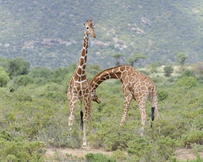 Giraffe, Reticulated, 2 necking-010813-Samburu National Reserve, Kenya-#1607.jpg