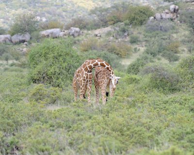 Giraffe, Reticulated, 2 necking-010813-Samburu National Reserve, Kenya-#2332.jpg