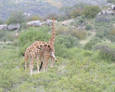 Giraffe, Reticulated, 2 necking-010813-Samburu National Reserve, Kenya-#2361.jpg