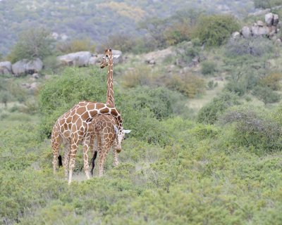Giraffe, Reticulated, 2 necking-010813-Samburu National Reserve, Kenya-#2363.jpg