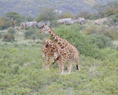 Giraffe, Reticulated, 2 necking-010813-Samburu National Reserve, Kenya-#2367.jpg