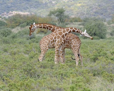 Giraffe, Reticulated, 2 necking-010813-Samburu National Reserve, Kenya-#2563.jpg